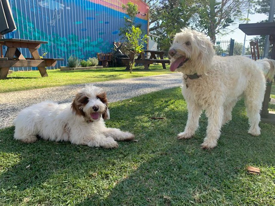 Two dogs relaxing on the lawn at The Terrace, the dog-friendly outdoor space at The Bowl in Port Macquarie